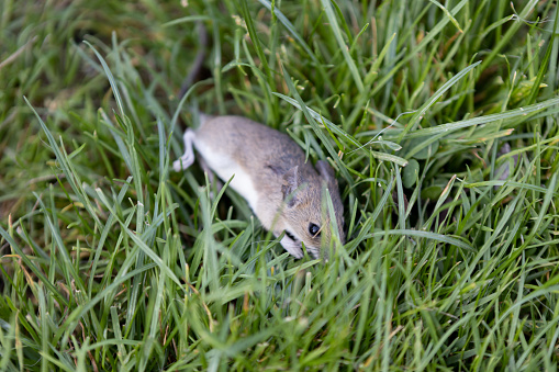 house mouse  Mus musculus Hiding in grass from a cat in garden green