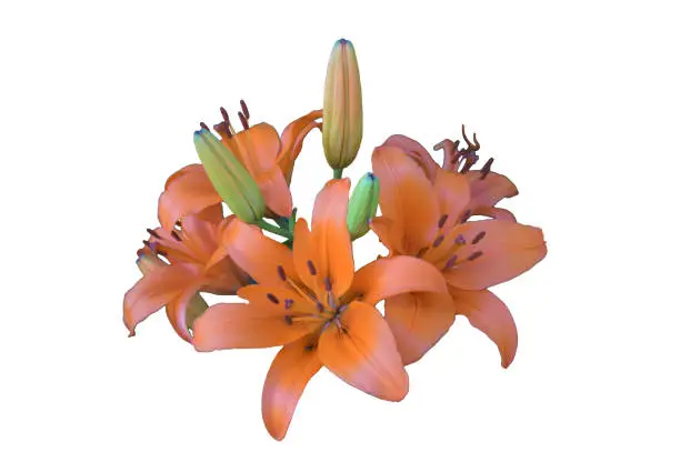 Orange colored Lilies isolated on white
