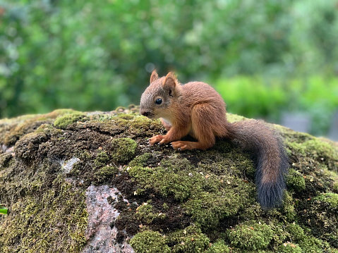 An eastern grey squirrel forages for food.