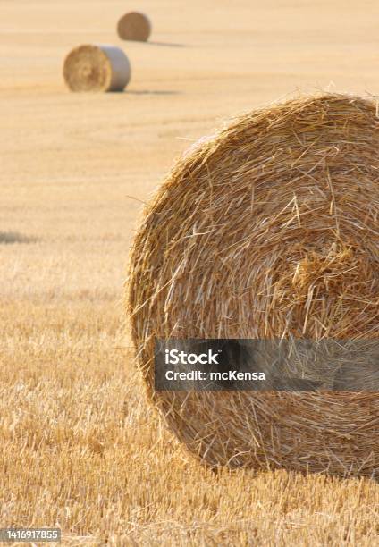 Harvest Field Stock Photo - Download Image Now - Bale, Hay, Circle