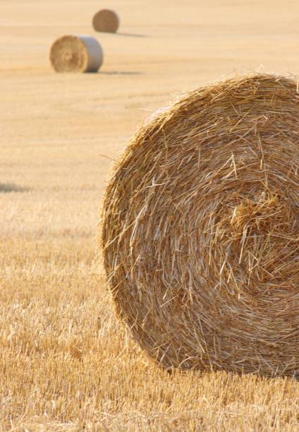 поле сбора урожая - bale hay field stack стоковые фото и изображения