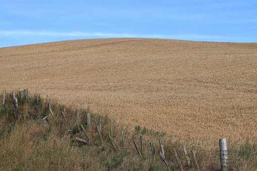Harvest field and fence