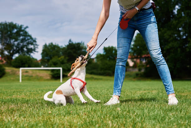 istock Owner walking dog at green field 1416920534