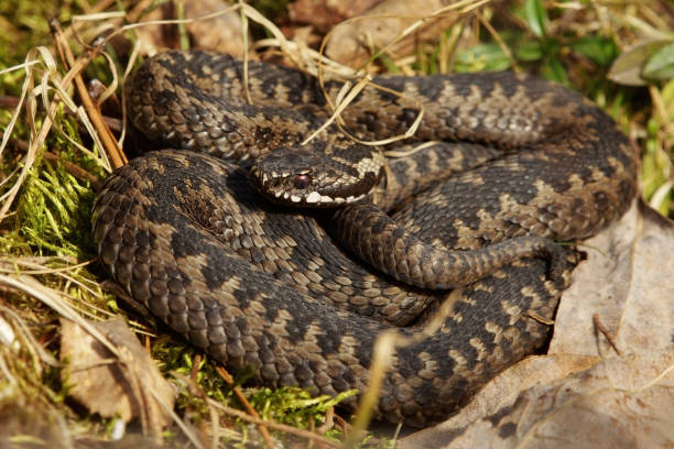istock Common European adder or common European viper (Vipera berus) basking. 1416921049
