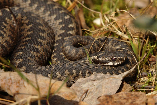 istock Common European adder or common European viper (Vipera berus) basking. 1416921050