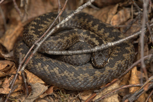 istock Common European adder or common European viper (Vipera berus) basking. 1416921068