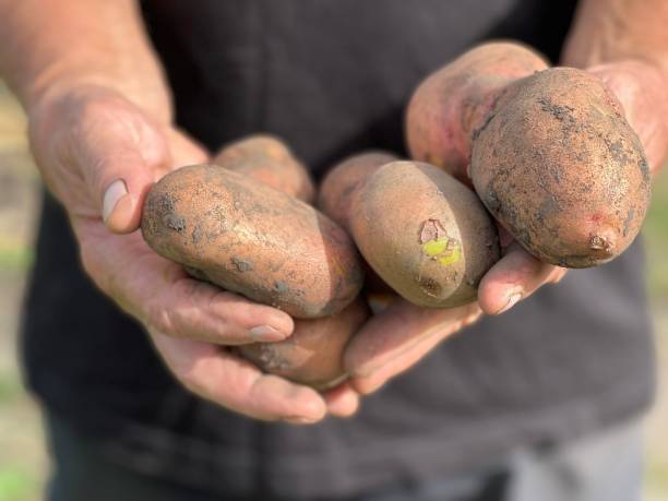 istock Hands holding ripe potatoes harvest. 1416923622