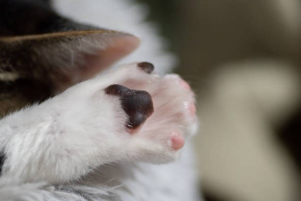 gato de pata - almohadillas pata de animal fotos fotografías e imágenes de stock