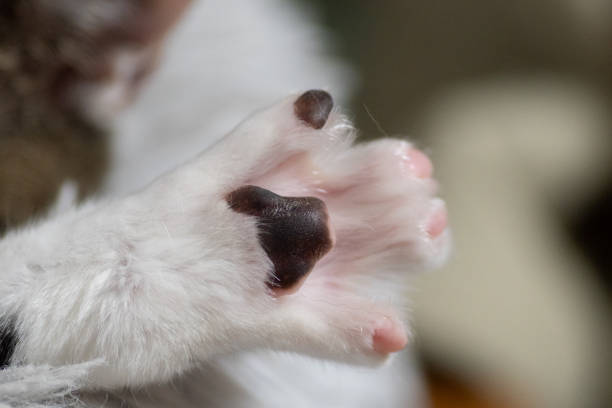 gato de pata - almohadillas pata de animal fotos fotografías e imágenes de stock