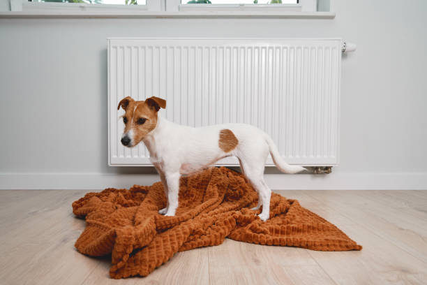istock Dog freezing at home, sitting near heating radiator 1416924432