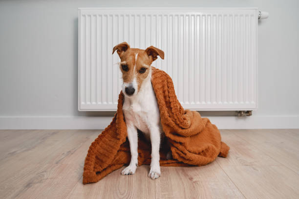istock Dog freezing at home, sitting near heating radiator 1416924433