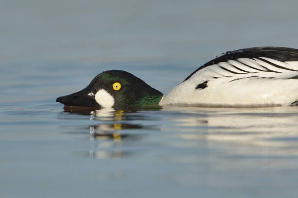 istock Common goldeneye (Bucephala clangula) male courtship display. 1416924735