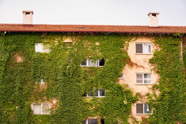 istock Green and nature-friendly buildings, completely covered by ivy plants. 1416924926