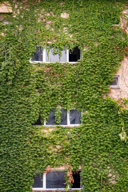 istock Green and nature-friendly buildings, completely covered by ivy plants. 1416924940