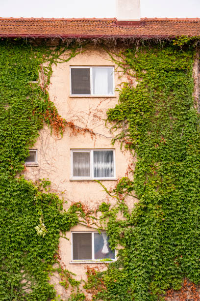 istock Green and nature-friendly buildings, completely covered by ivy plants. 1416924953