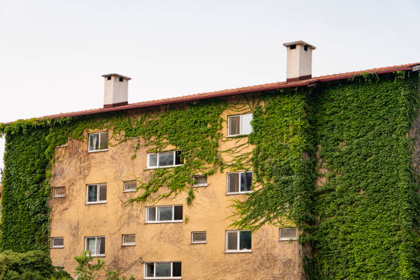 istock Green and nature-friendly buildings, completely covered by ivy plants. 1416924963