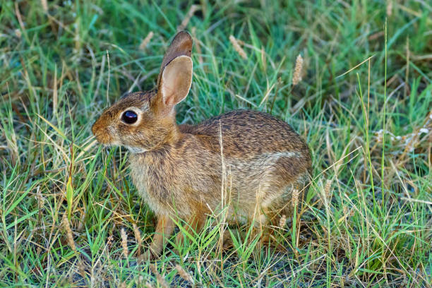 istock Alert wild rabbit in the grass with it's ears up in Assateague 1416925978