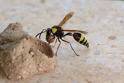 This Common wasp is collecting nesting material by using its jaws to scrape away a thin layer of material from this plank of wood. A well focussed close-up of this working insect with lots of detail.
