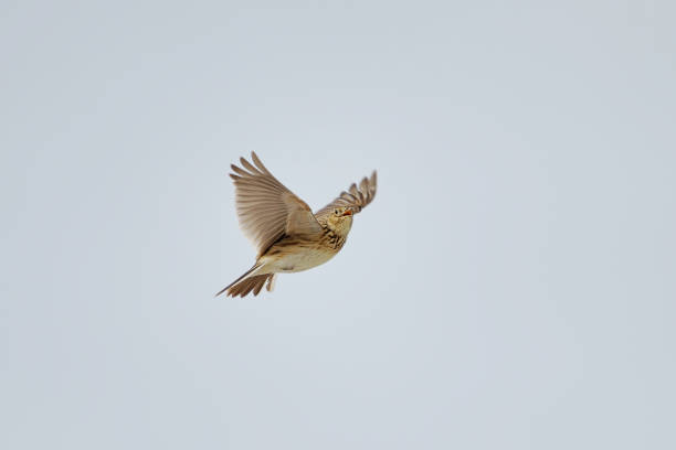 istock Eurasian skylark (Alauda arvensis) fyling and singing in spring. 1416927212