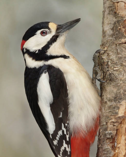 istock Great spotted woodpecker (Dendrocopos major) male closeup. 1416927307