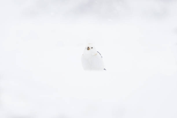 istock Snow bunting (Plectrophenax nivalis) sitting in snow. 1416927383
