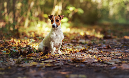 Small Jack Russell terrier sitting on forest path with yellow orange leaves in autumn, blurred trees background.