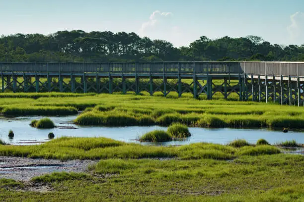 Photo of Elevated boardwalk over the marsh and green grasses in Assateague