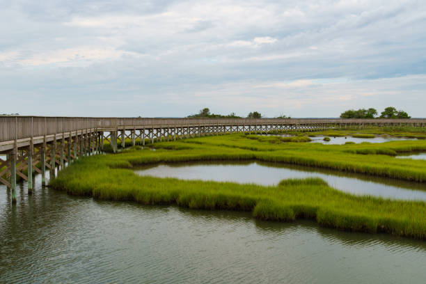 istock Elevated boardwalk curves around far into the distance in Assateague 1416928637