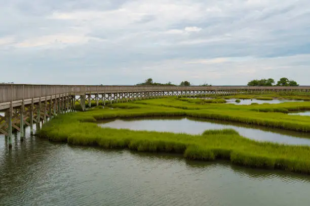 Photo of Elevated boardwalk curves around far into the distance in Assateague