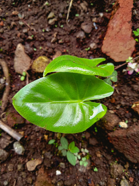pequena planta taro - plant taro textured new leaf - fotografias e filmes do acervo