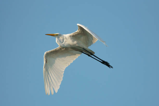 istock Great white egret soaring in profile with outstretched wings against a blue sky 1416929684