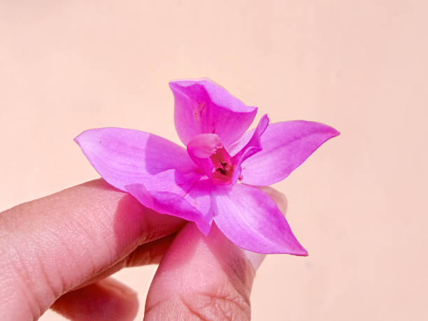 istock background holding small purple flowers 1416930282