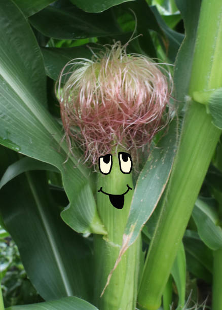 Silly and humorous concept image of an ear of corn on the cob still growing on the stalk with an anthropomorphic face being drawn on.