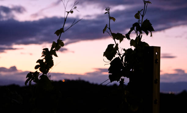 Late evening in the vineyards of southern Styria.