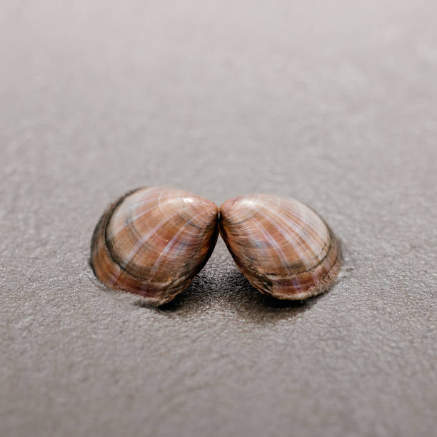 istock close-up of shell in the sand 1416931316