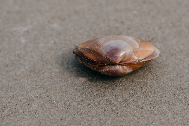istock close-up of shell in the sand 1416931333