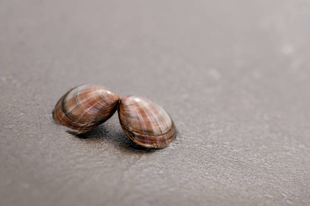 istock close-up of shell in the sand 1416931343