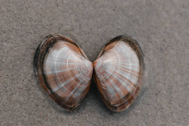istock close-up of shell in the sand 1416931863