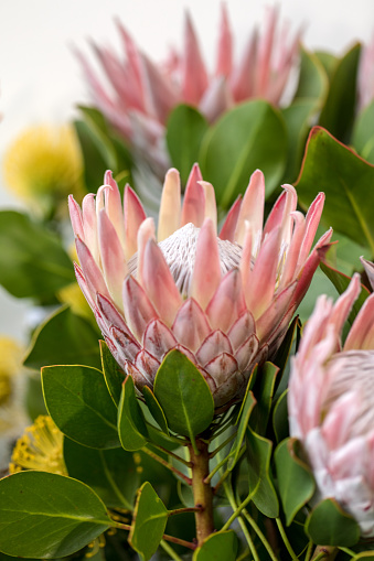 King protea or  protea cynaroides the national flower of South Africa