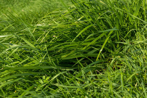 istock Green repeatedly mown grass in the meadow 1416933590