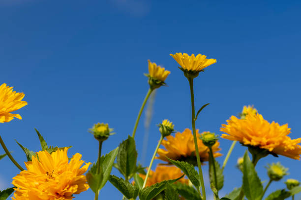 istock Orange flowers in windy weather 1416933632