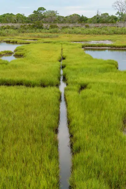 Photo of A watery paths cut through green marsh grasses in Assateague Park