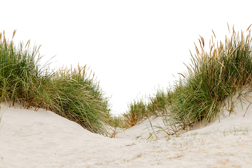 isolated dune landscape on the north sea beach