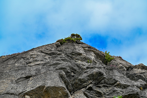 looking up on a little brush growing on a big rock Stromstad Sweden august 9 2022
