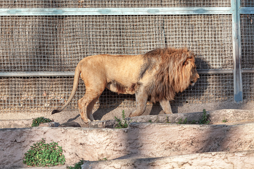 Wild lion in cage . Carnivorous mammal . Animal in prison