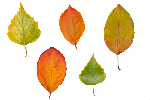 Multicolored fallen autumn leaves isolated on white background
