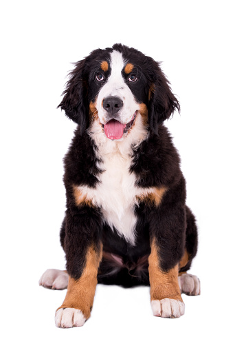 portrait of the Bernese Mountain Dog puppy