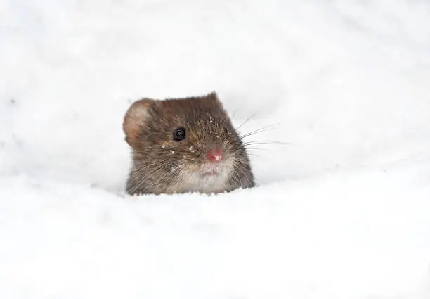 Bank vole (Myodes glareolus) peeking from a hole in the snow.