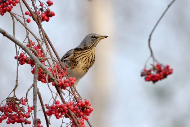 istock Fieldfare (Turdus pilaris) feeding on rowan berries in autumn. 1416938391