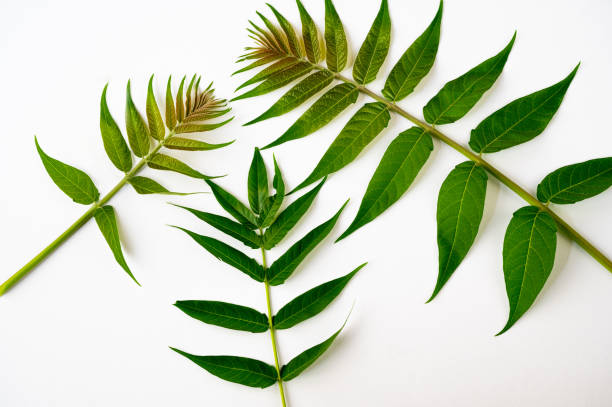 istock 3 Ailanthus altissima leaf on stem on white background. 1416941069